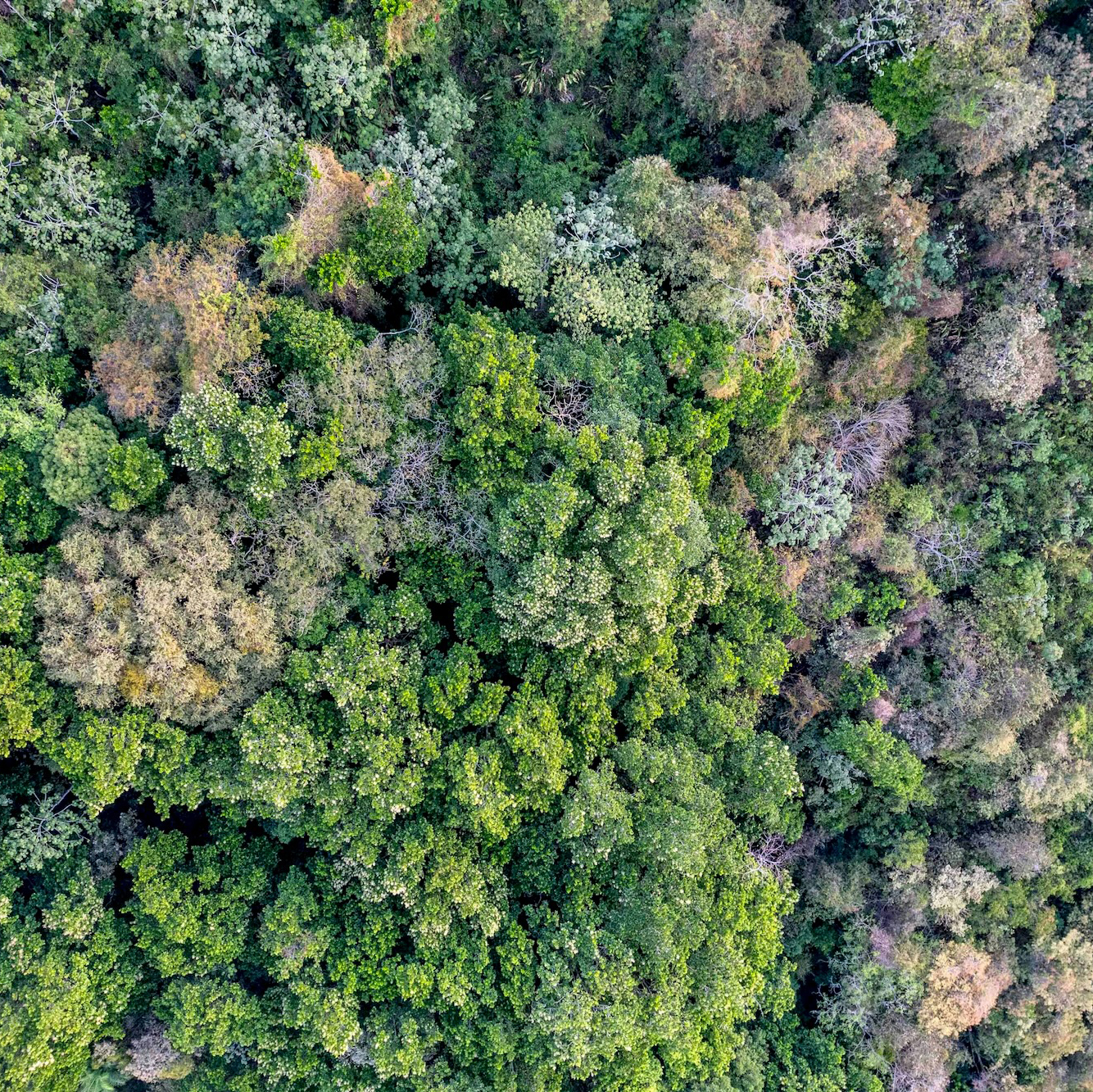 Aerial view of a dense temperate forest canopy